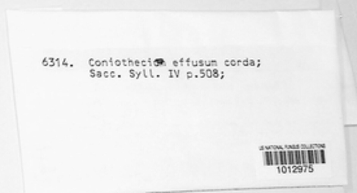Coniothecium image